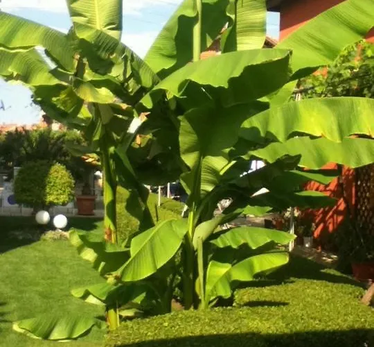 Hotel Family Deja Vu 2*